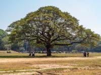 Ausladender Baum am riesigen Areal von Angkor Thom - Kambodscha